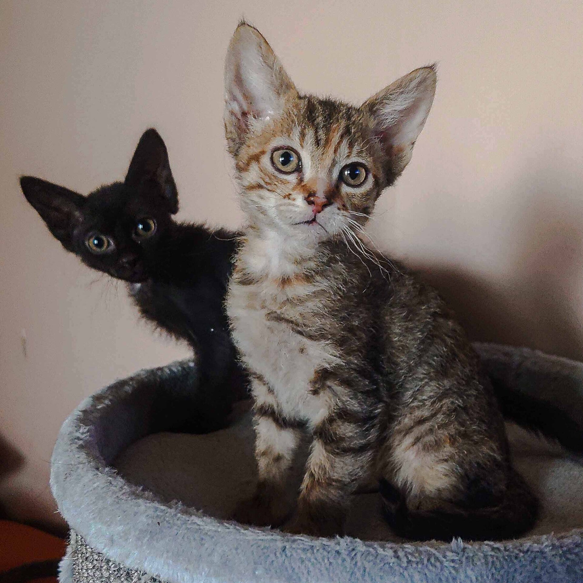 LaPerm Kattungar - W-kull Westworld och Wyrd sisters - Well Borns katteri Falköping