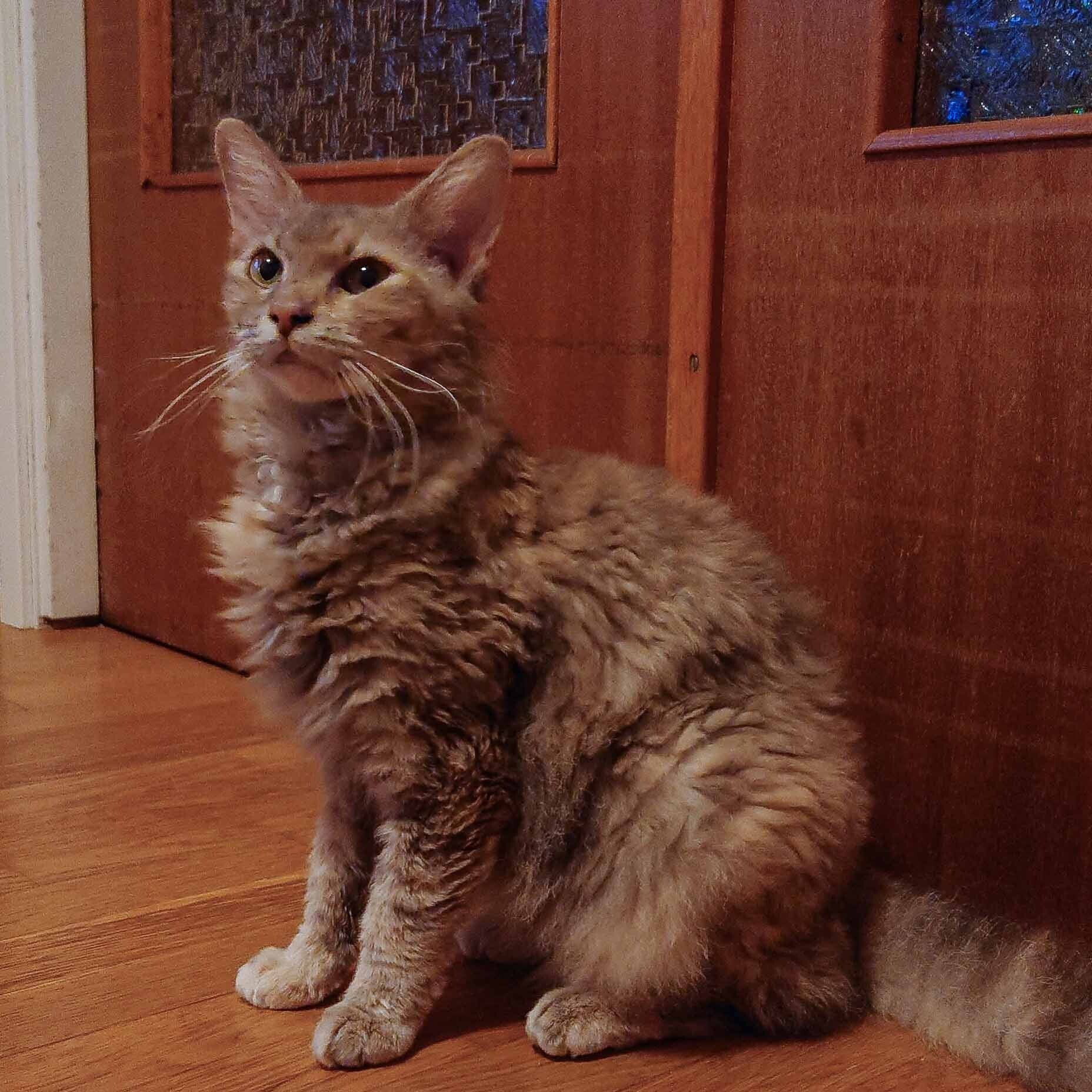 LaPerm hona: IC SE* Well Borns BC Padfoot. Uppfödare i Falköping