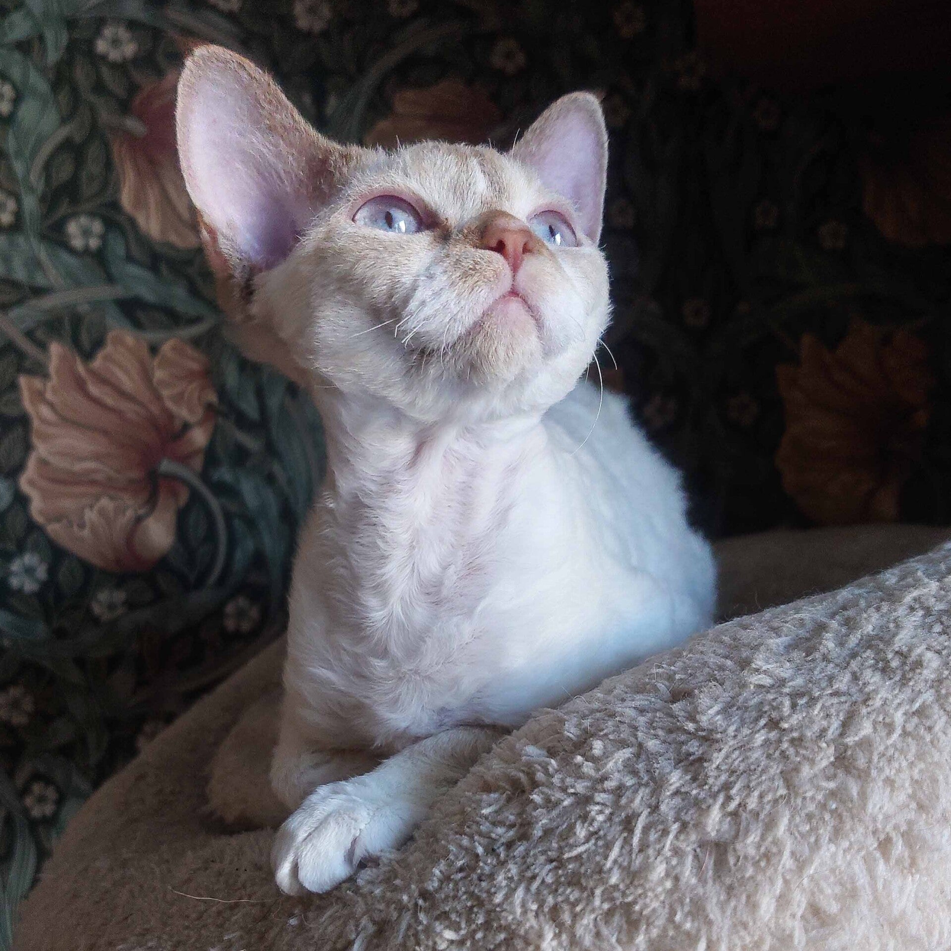 Devon Rex hona – IC SE* Well Borns Vaiana – SE* Well Borns