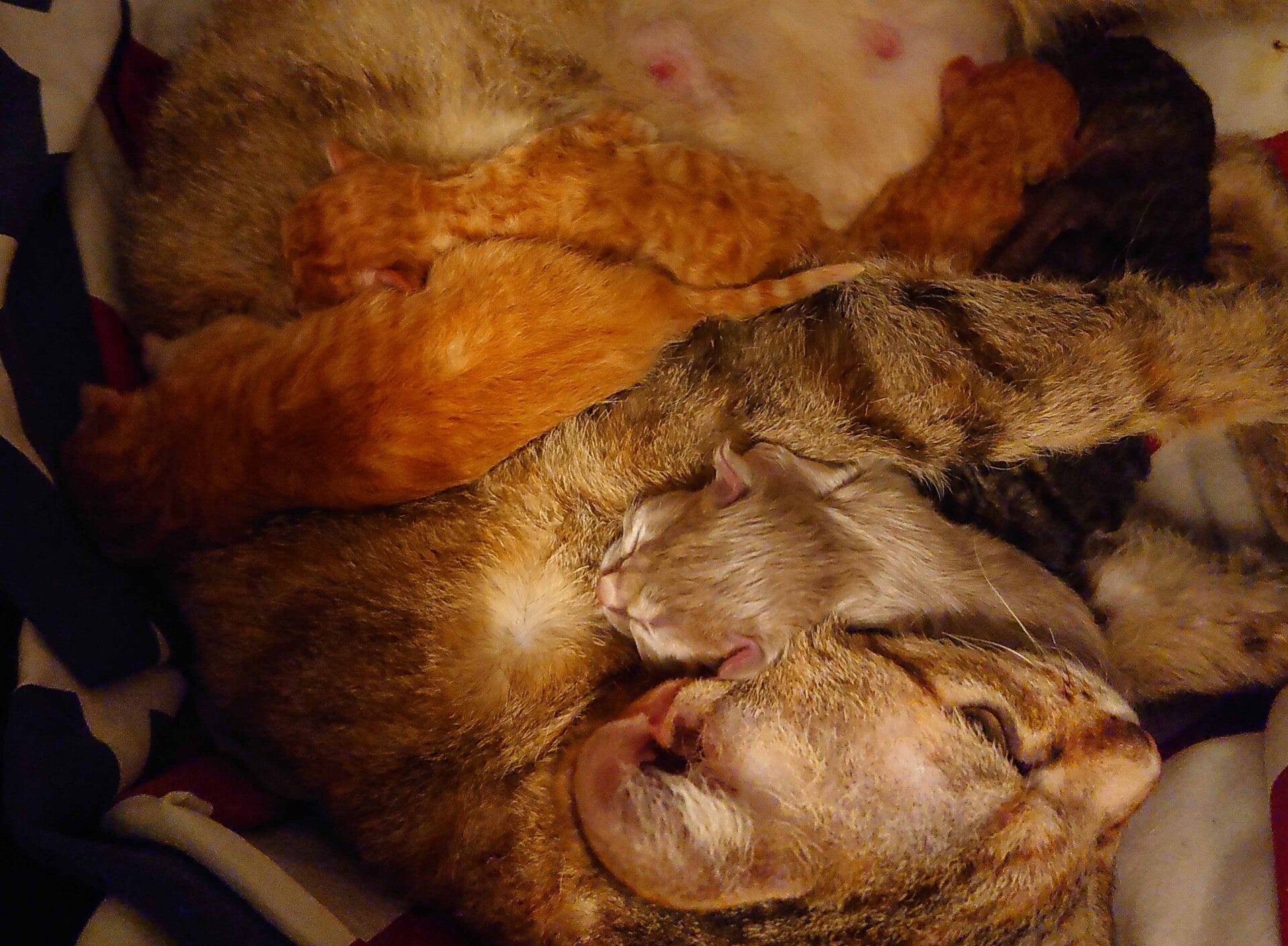 Laperm kull - X kullen född 2025 08 11 - SE* Well Borns i Falköping