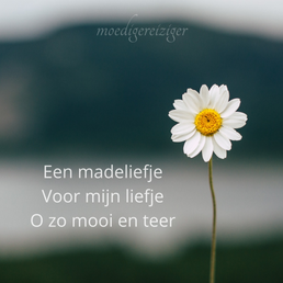 MR_eenmadeliefje.png