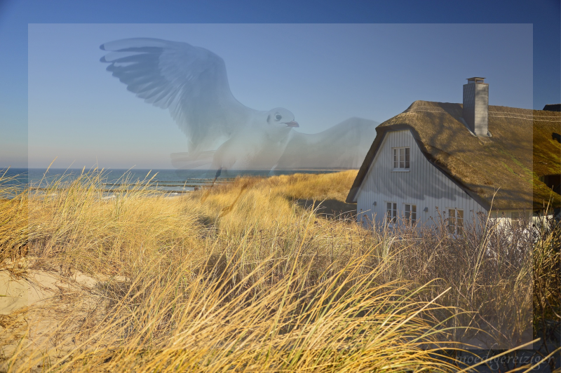 Poëzie, gedicht, dichtkunst, creatief, tekening, meeuw, vleugels, huis, boom, struik, betere tijdenm licht, liefde, ontwaken