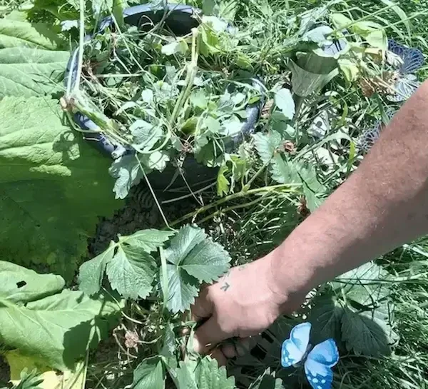 Nahaufnahme der Hände eines Selbstständigen beim Unkrautjäten im Garten als entspannendes Ritual nach einem langen Arbeitstag am Schreibtisch