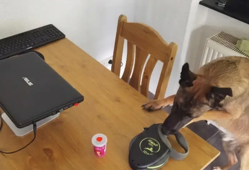 Geschlossener Laptop am Esstisch, während der Hund neben der Leine auf die gemeinsame Hunderunde wartet