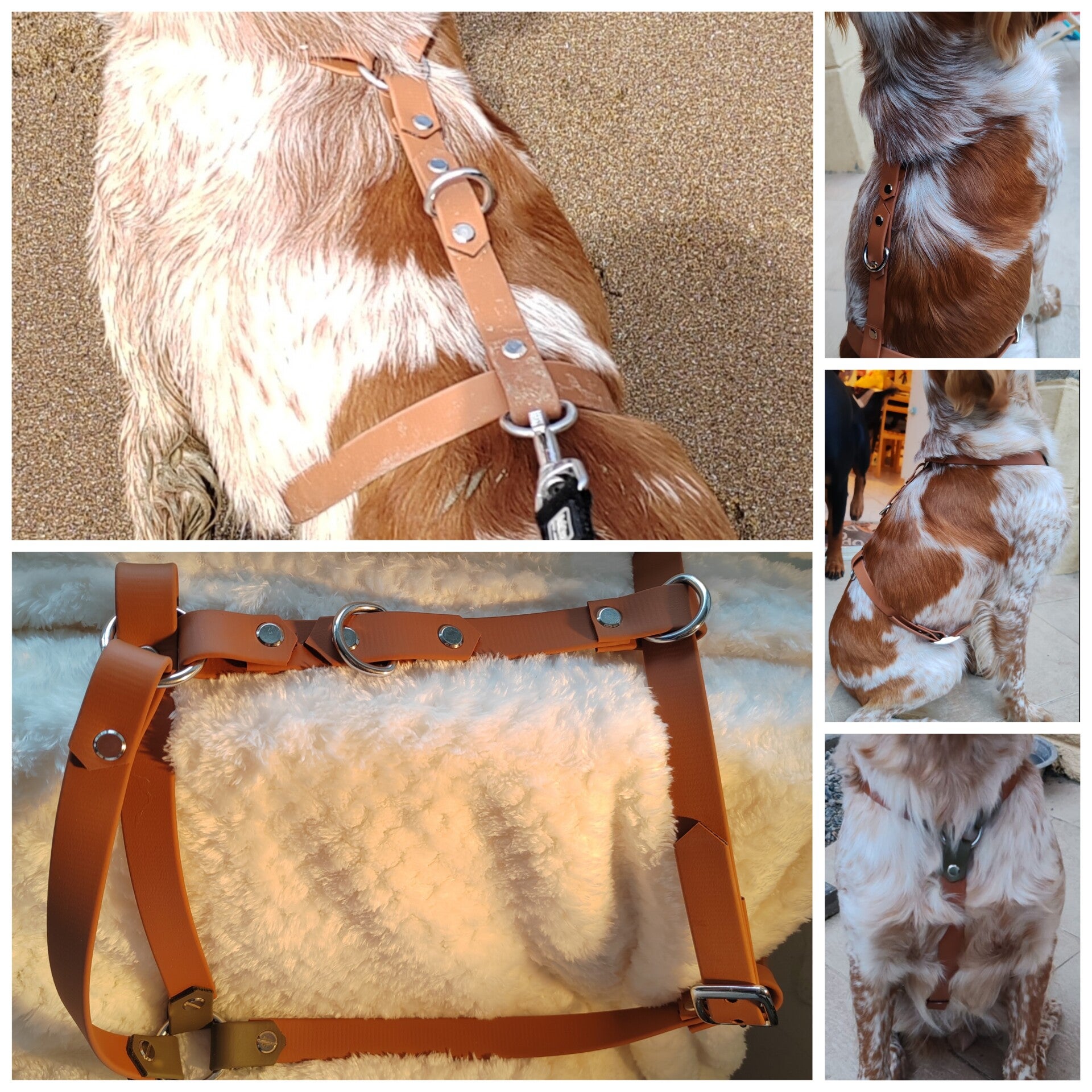 Harnais Chien Taille moyenne