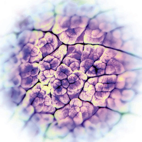 ACT NOIR - Automatisme Psychique CD