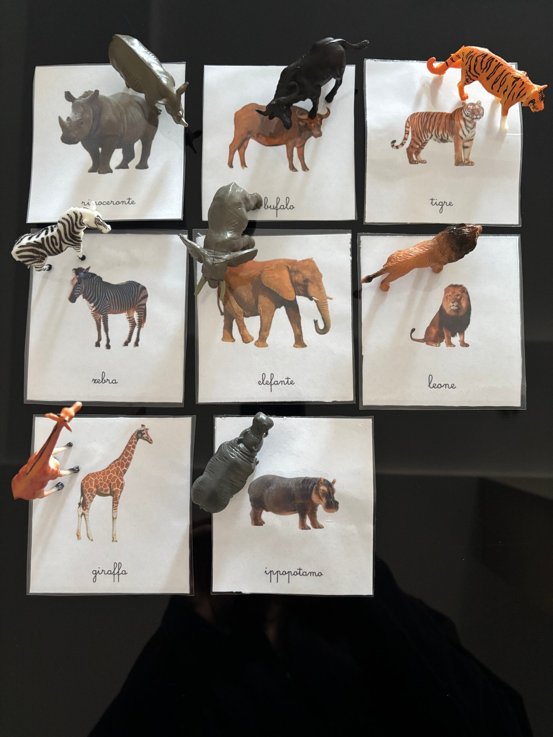 Carte della nomenclatura sugli animali della savana.
