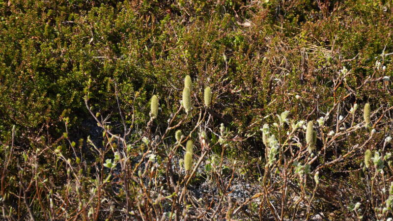 dsc00062-standard.jpg