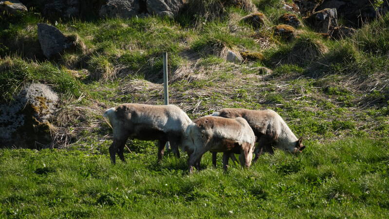 dsc00105-standard.jpg