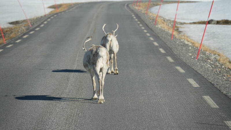 dsc00231-standard.jpg