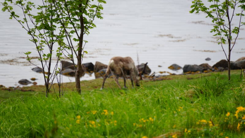 dsc00456-standard.jpg