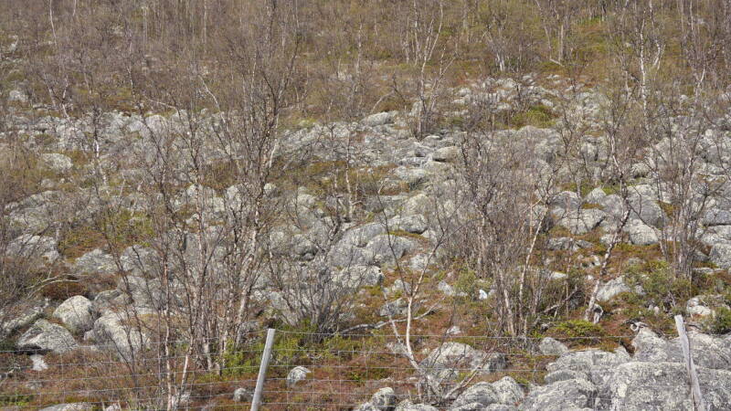 dsc00478-standard-1ulye8.jpg