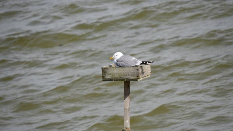 dsc00505-standard.jpg