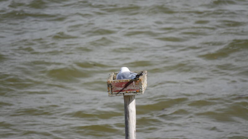dsc00507-standard.jpg