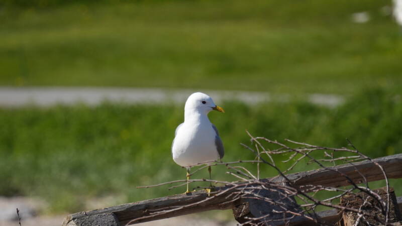 dsc00710-standard.jpg