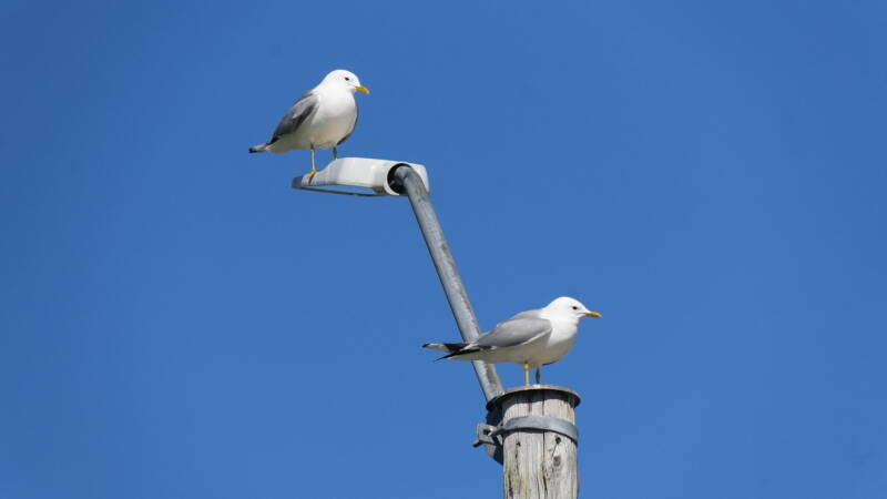 dsc00713-standard-2cgnes.jpg