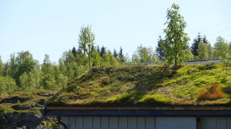 dsc00735-standard.jpg