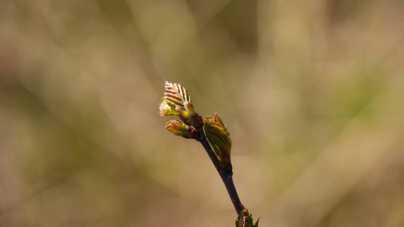 dsc00818-standard.jpg