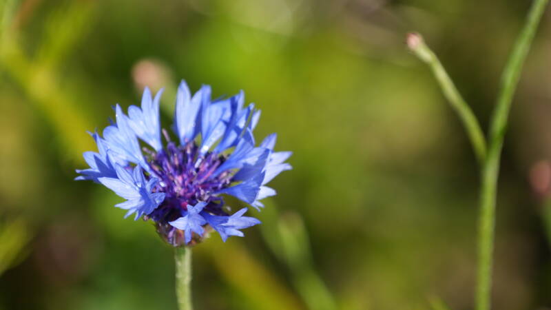 dsc00915-standard.jpg