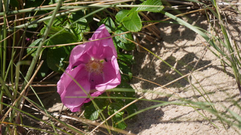 dsc00986-standard.jpg
