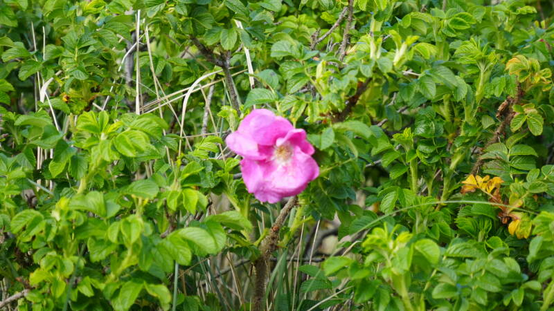 dsc01013-standard.jpg