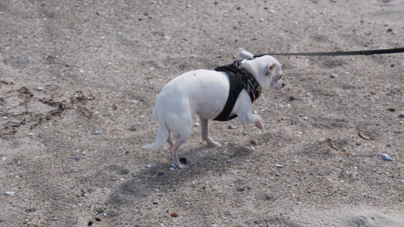 dsc07301-standard-kmb5ld.jpg