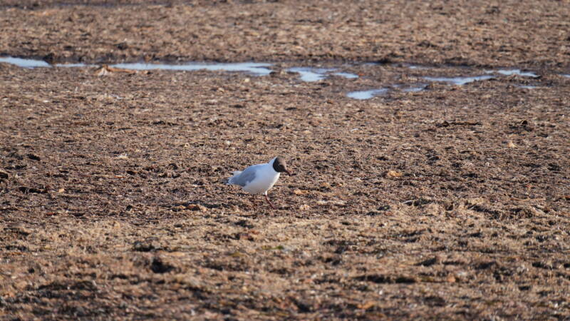 dsc07502-standard.jpg