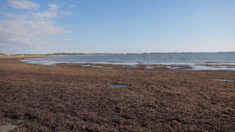 dsc07526-standard-maujtx.jpg
