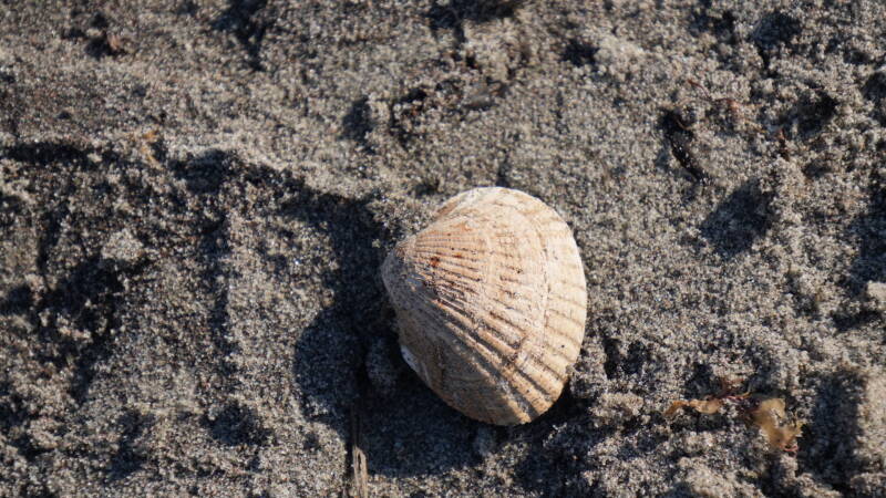 dsc07532-standard-k4hlol.jpg