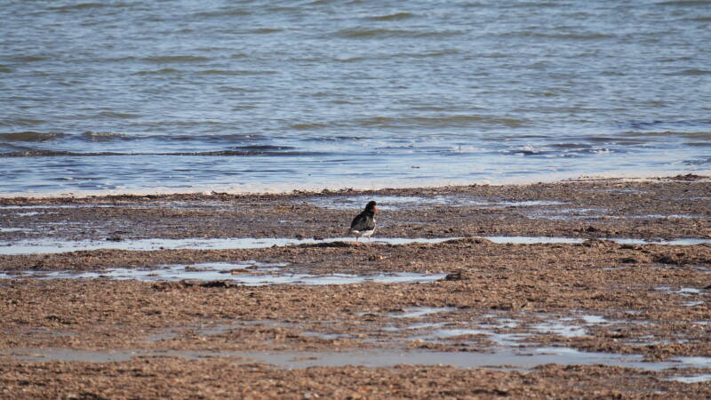 dsc07560-standard-ciq96d.jpg