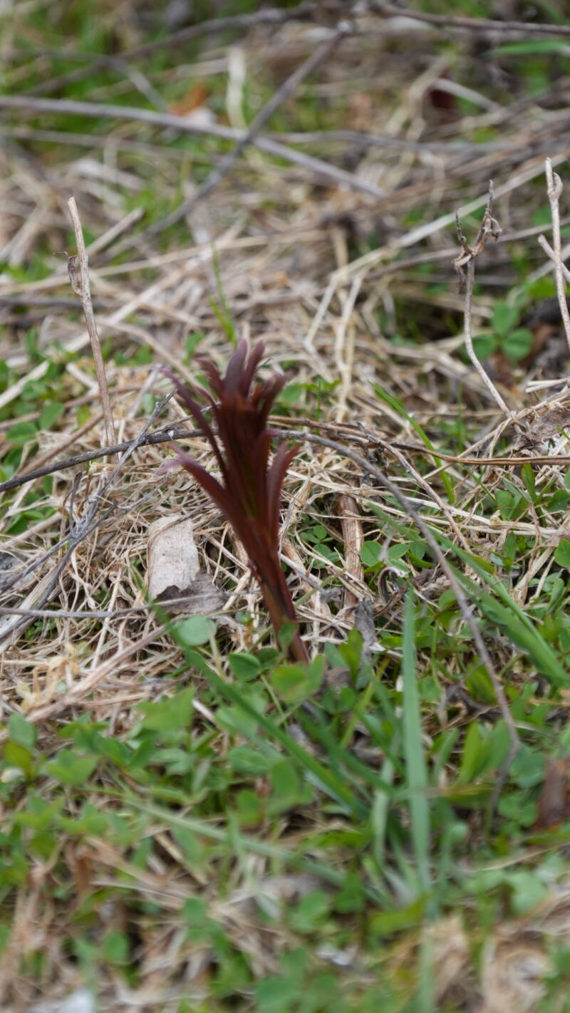 dsc07630-standard-5l3j2z.jpg