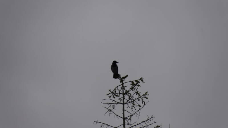 dsc07675-standard.jpg