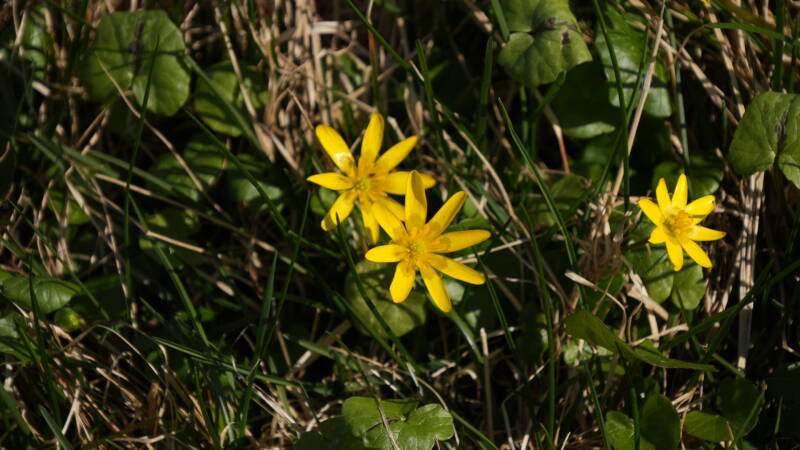 dsc07798-standard.jpg