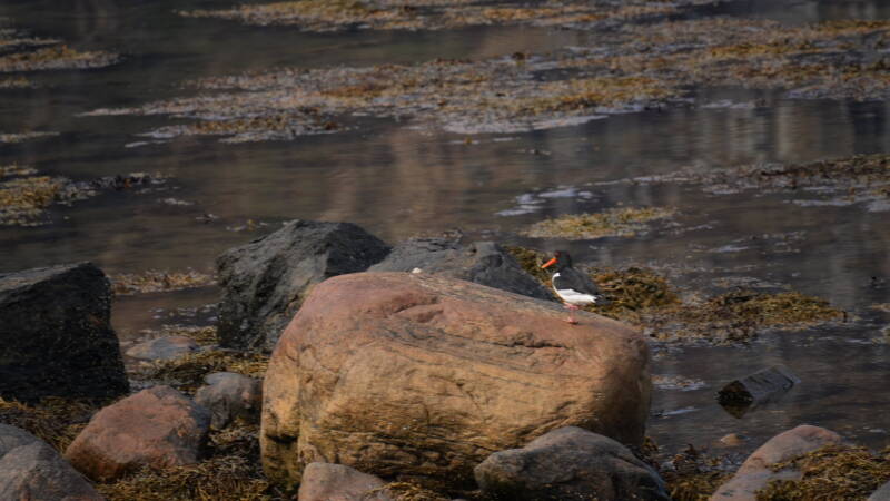 dsc07838-standard.jpg