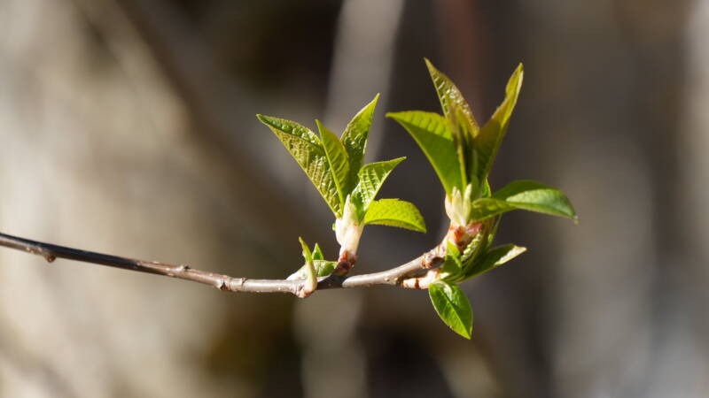 dsc07881-standard.jpg