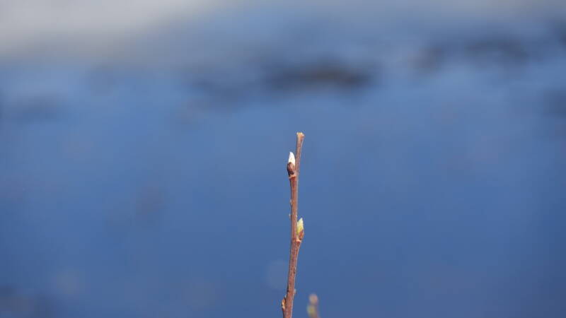 dsc07939-standard.jpg