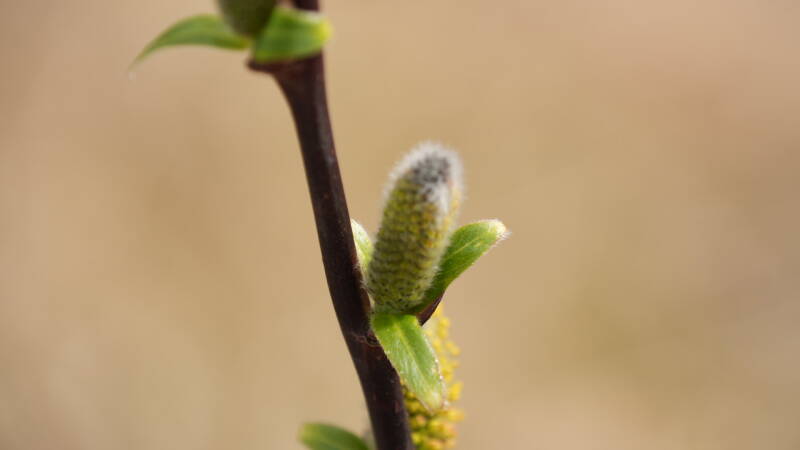 dsc07967-standard.jpg
