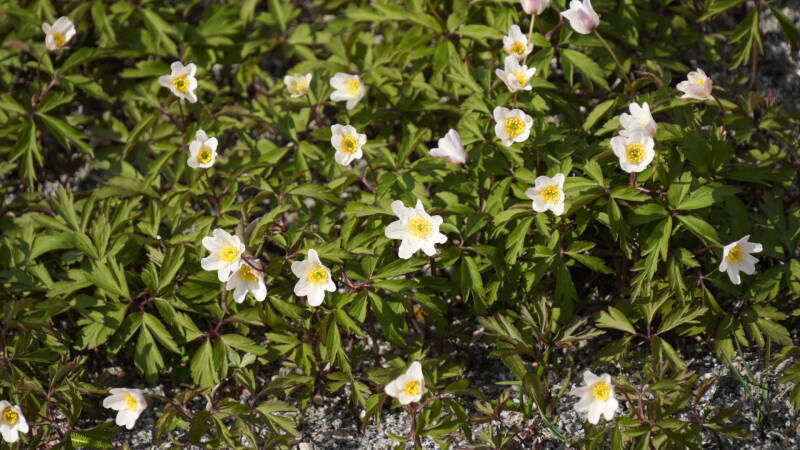 dsc08045-standard-4texbs.jpg