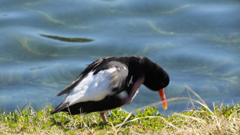 dsc08150-standard-ggdmpo.jpg