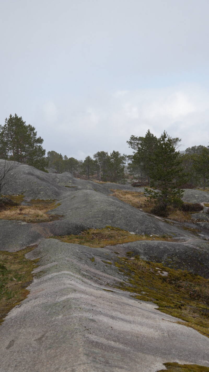 dsc08377-standard.jpg