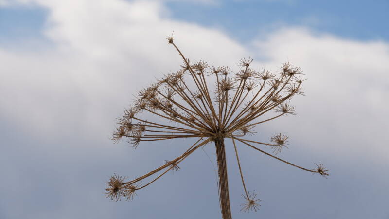 dsc08702-standard.jpg