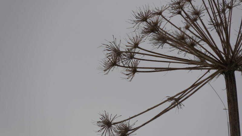 dsc08724-standard.jpg