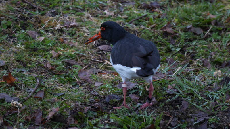 dsc08929-standard.jpg