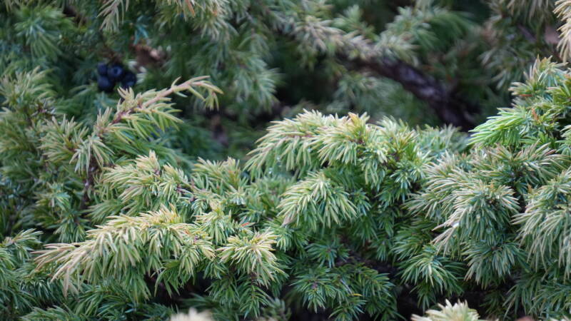 dsc09037-standard.jpg