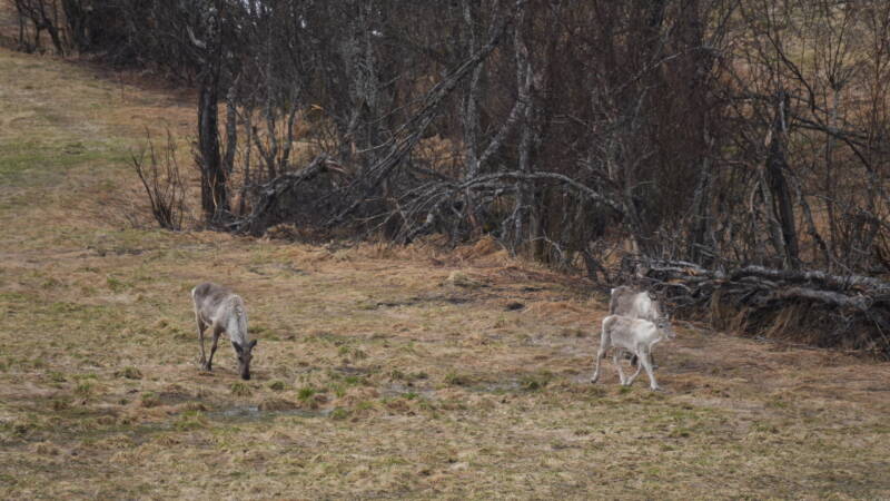 dsc09079-standard.jpg