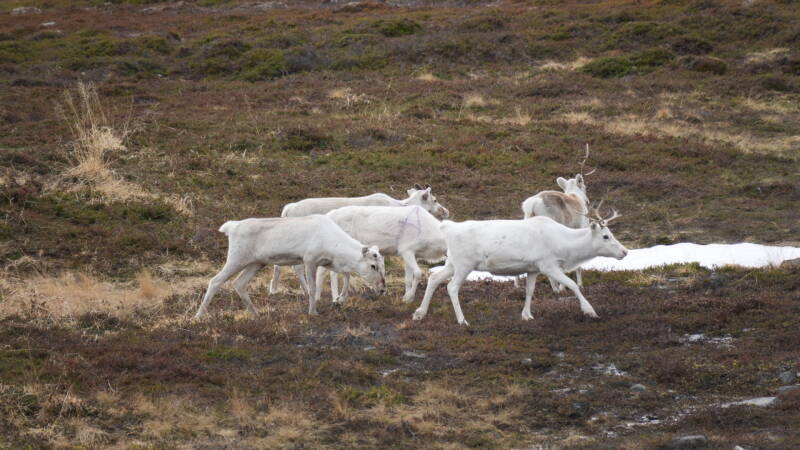 dsc09715-standard.jpg