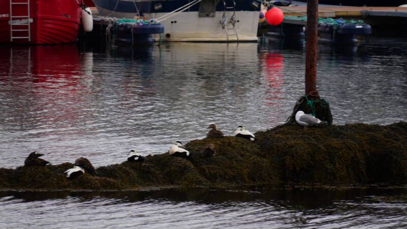 dsc09907-standard.jpg