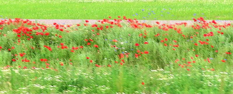 img_5323-standard.jpg