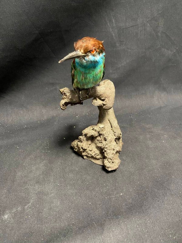 Maleise bijenter - Merops viridis