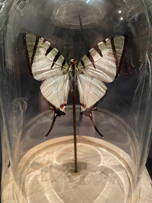 Vlinder in stolp met licht (Graphium antiphates)